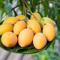 2026 Season Fresh Indian Alphonso Mangoes - EFG Market